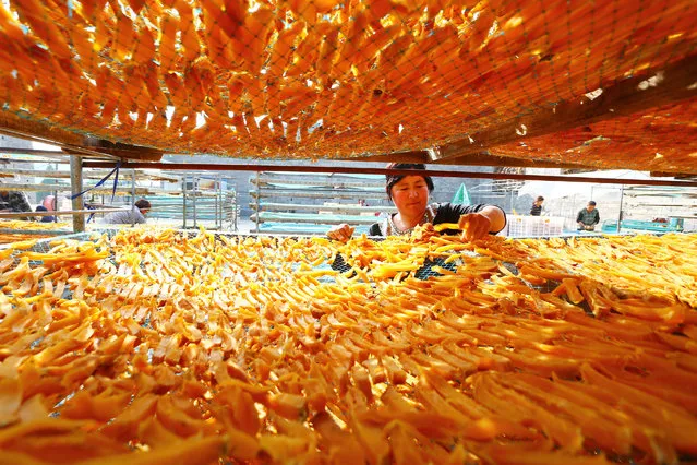 Farmers spread sweet potatoes to dry during the harvest season at Shanting District on November 2, 2017 in Zaozhuang, Shandong Province of China. Sweet potatoes have been processed into vermicelli and jelly sheet, all of these will be sold overseas to increase farmers' income. (Photo by VCG/VCG via Getty Images)