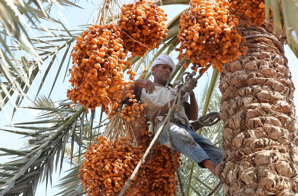 A Look at Life in Egypt