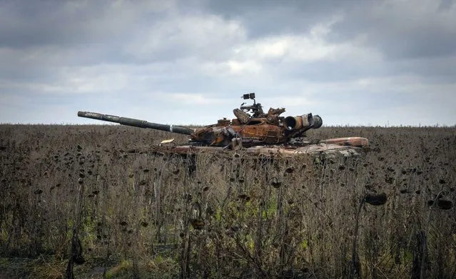 A Russian tank damaged in recent fighting is seen in the field of unharvested sunflowers near the recently retaken village of Kamianka, Kharkiv region, Ukraine, Sunday, October 30, 2022. (Photo by Efrem Lukatsky/AP Photo)