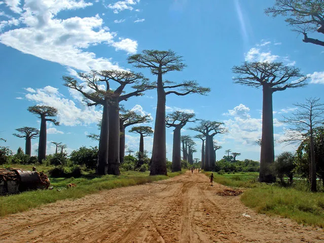 Avenue of the Baobabs