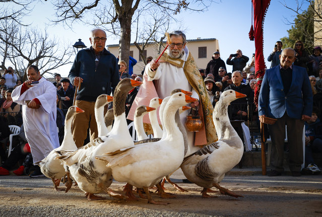A priest blesses a gaggle of geese during the “Beneides” (Benedictions in Majorcan language) traditional ceremony of blessing animals that marks the day of San Anton (Saint Anthony), the animals' patron saint, in Muro, on the Spanish Balearic island of Majorca, on January 17, 2024. (Photo by Jaime Reina/AFP Photo)