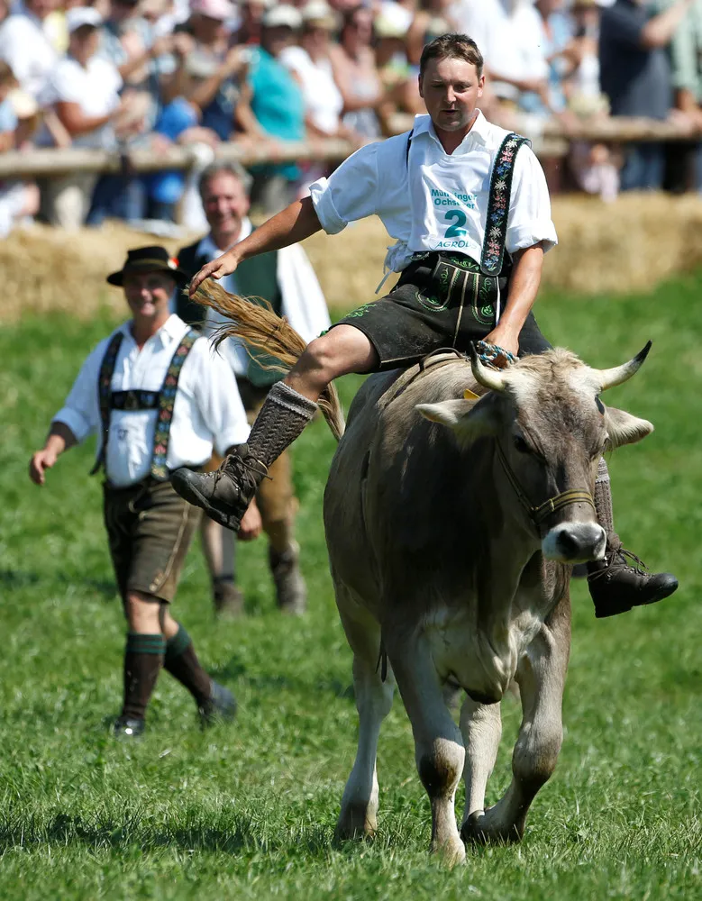 Ox Race in the Southern Bavaria