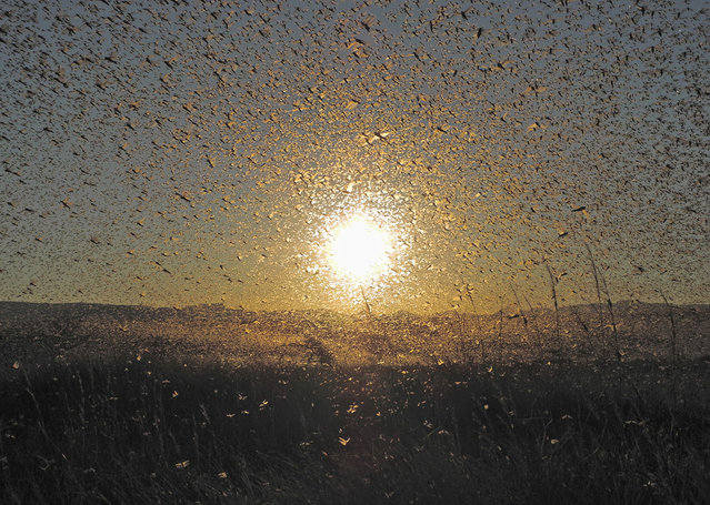 “Locusts: I've always wondered if a “plague of locusts” could block out the sun. They come close”. (Photo and comment by Anthony Mercer/National Geographic Photo Contest via The Atlantic)