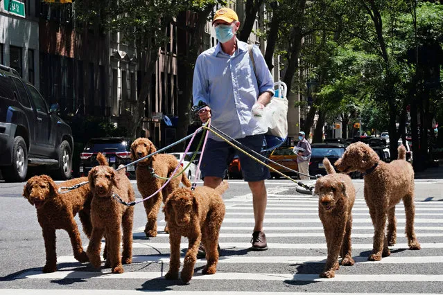 A man wears a protective mask while walking 6 identical dogs as the city continues Phase 4 of re-opening following restrictions imposed to slow the spread of coronavirus on July 27, 2020 in New York City. The fourth phase allows outdoor arts and entertainment, sporting events without fans and media production. (Photo by Cindy Ord/Getty Images)