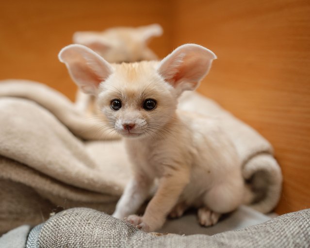 Three fennec fox cubs, the only ones born in UK zoos in the past year, are being hand-reared at Longleat safari park in the second decade of May 2025 after growing nearly tenfold in six weeks. (Photo by TomAnders/Bournemouth News)