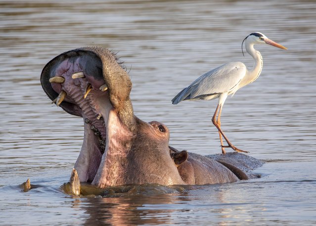 A heron hitches a ride on an unconcerned, yawning hippo at Kruger National Park in South Africa early December 2022. (Photo by Anton Oosthuizen/Media Drum Images)