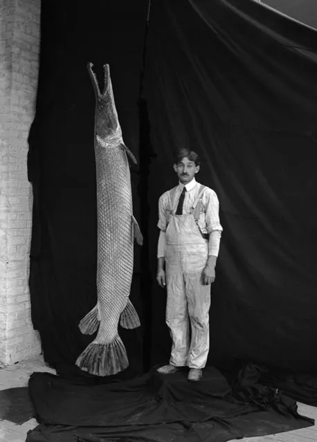 This 1905 photo provided by The Field Museum shows staff preparatory Richard Raddatz posing next to an alligator gar at the Field Columbian Museum in Chicago. Biologists are restocking alligator gar to waterways throughout the middle of the country, hoping the alligator gar – a giant fish once driven to extinction in much of its historic range – can help control invasive Asian carp. (Photo by Charles Carpenter/The Field Museum via AP Photo)