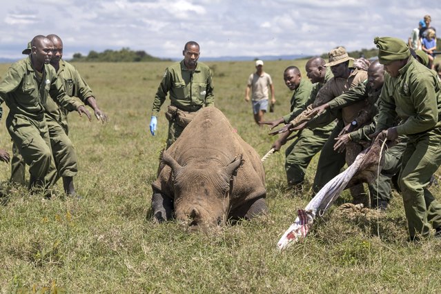 Kenya Wildlife Services veterinarians and rangers rush to restrain and aid a sedated female black Rhinoceros that has been selected for translocation to the Segera Rhino Sanctuary from the Lake Nakuru National Park on June 07, 2025. Kenya announced the translocation of 21 critically endangered eastern black rhinos from the congested conservation areas to the Segera sanctuary where black Rhinoceros were once endemic but died out due to human encroachment and poaching. (Photo by Tony Karumba/AFP Photo)