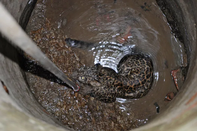 A three-year-old wild leopard is pictured inside a well at the Nilachal hill area of the northeastern Indian city of Guwahati April 4, 2013. The leopard was taken to the Assam state zoological park after it fell into a well in the city, forest officials said. (Photo by Utpal Baruah/Reuters)