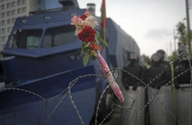 Flowers lie on the barbed wire separating Belarusian servicemen and Belarusian opposition supporters during a rally to protest the official presidential election results in Minsk, Belarus, Sunday, September 6, 2020. (Photo by TUT.by/AP Photo)