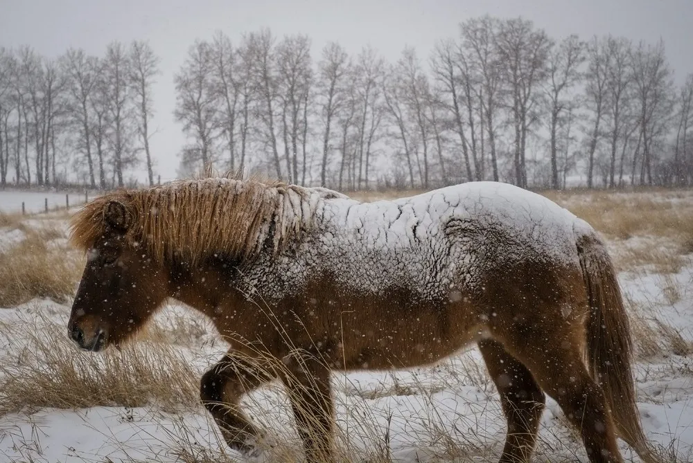 The Week in Pictures: Animals, November 8 – November 15, 2014