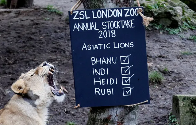 Lions are thrown food during the Annual Stocktake at ZSL London Zoo in London, Britain February 7, 2018. (Photo by Tom Jacobs/Reuters)