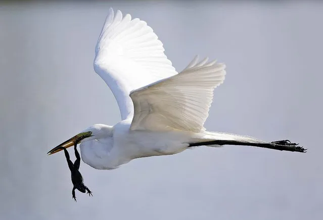 A Great Egret carries off a frog near the 11th fairway during the first round of the Honda Classic in Palm Beach Gardens, February 28, 2013. (Photo by Wilfredo Lee/Associated Press)