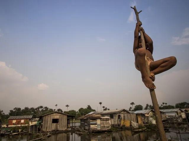 A boy climbs a piece of wood in front of floating wooden houses built over tree trunks, that are stranded in a small puddle of water due to the drought of the Negro River in the village of Cacau Pirêra, district of Iranduba, 22 km from Manaus on October 21, 2015. According to the Port of Manaus the level of the Negro River, a major tributary of the Amazon River, has dropped 4.6 meters in October. (Photo by Raphael Alves/AFP Photo)