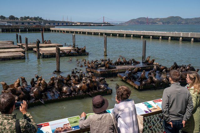 Tourists watch California sea lions congregate at Pier 39 from an observation area on May 7, 2024 in San Francisco, California. A recent surge in the number of sea lions at this popular tourist destination has resulted from large schools of anchovies and herring in the bay waters for them to feed on before the approaching mating season. (Photo by Loren Elliott/AFP Photo)