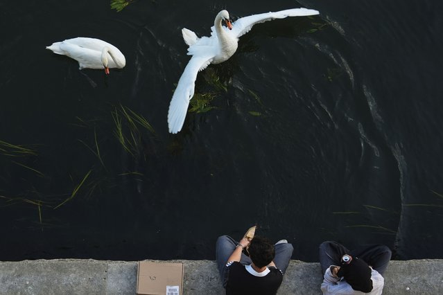 Swans approach people sitting along the Seine River at sunset, Thursday, August 28, 2025, in Paris. (Phoot by Julia Demaree Nikhinson/AP Photo)