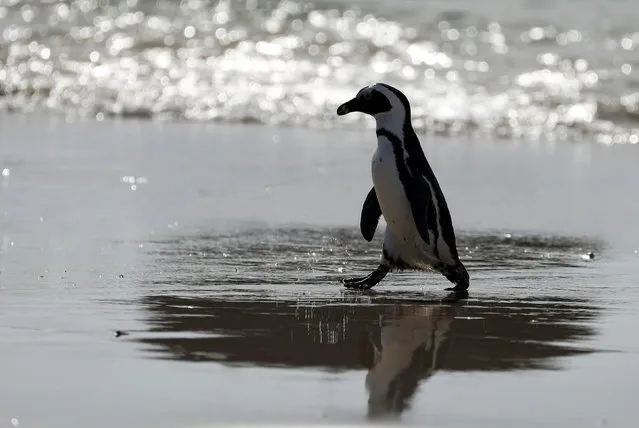 Endangered African penguin emerges from the water at Seaforth Beach, near Cape Town, South Africa, November 3, 2020. (Photo by Sumaya Hisham/Reuters)