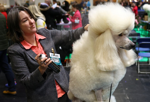A dog owner prepares her Standard Poodle for competing on the fourth day at the Crufts dog show in Birmingham, Britain on March 12, 2023. (Photo by Molly Darlington/Reuters)