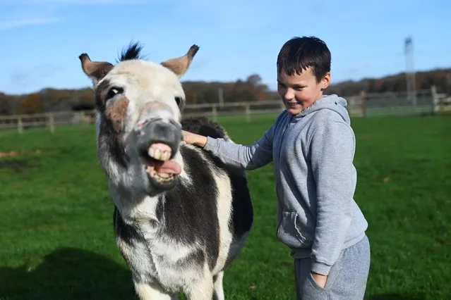 Harvey Fay relaxes as he tickles his favourite donkey Smurphy Murphy, during a visit to Future Roots, a community farm staying open to support the vulnerable amid the COVID-19 pandemic, in Sherborne, Britain on November 13, 2020. (Photo by Dylan Martinez/Reuters)