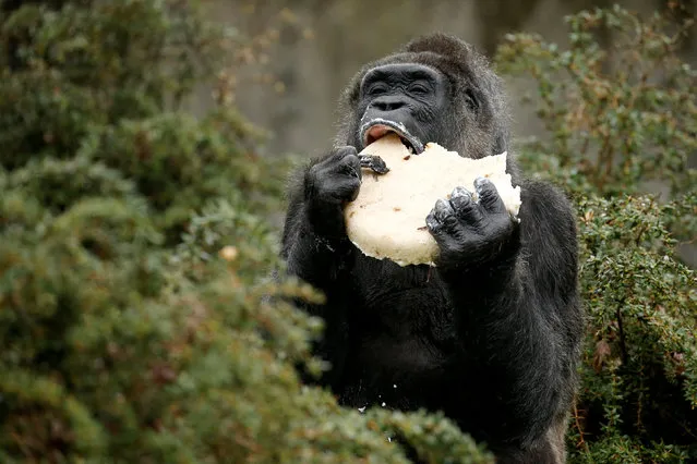 The gorilla “Fatou” eats a birthday cake at the Berlin Zoo, Germany, April 13, 2018. (Photo by Axel Schmidt/Reuters)
