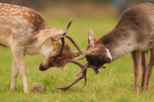 Two male fallow deer lock horns in Phoenix Park, Dublin on Monday, October 13, 2025. (Photo by Niall Carson/PA Images via Getty Images)