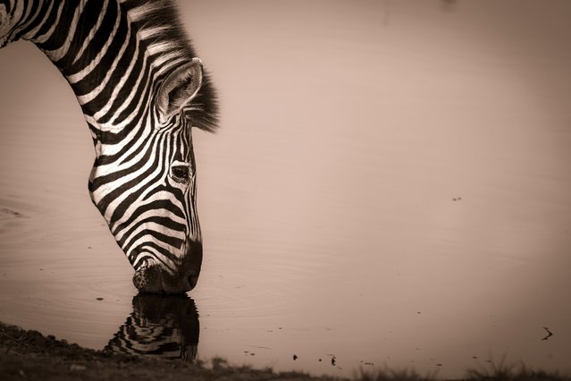 Chris feels, “the stripes of a zebra are an artwork of contrast. To photograph them in monochrome or in Sepia for is the best way to show their beauty. This stallion came down to drink in some beautiful early morning light, and was not bothered by us as we snapped away". (Photo by Chris Renshaw)