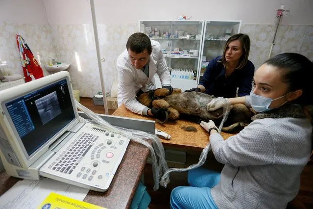 Veterinarians perform an ultrasound scan of a dog at an animal shelter in the rebel-controlled city of Donetsk, Ukraine, December 10, 2020. The animal shelter “Pif” funded by volunteers and supporters hosts and delivers medical care to almost 850 stray dogs and cats waiting for adoption. (Photo by Alexander Ermochenko/Reuters)