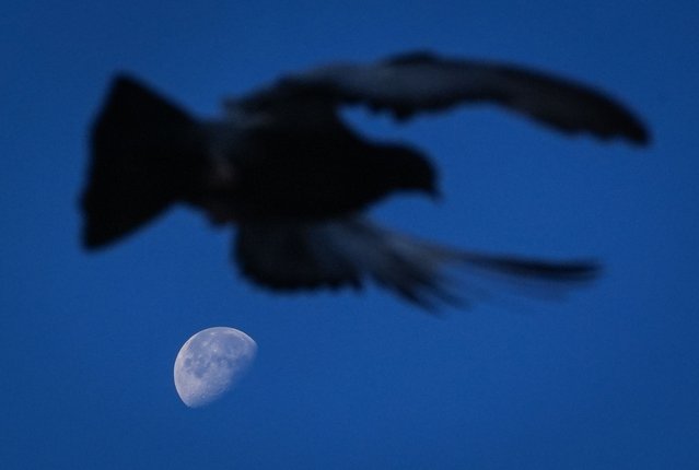 A pigeon is seen passing in front of the moon, which began to set in the early morning hours at Guvenpark in Ankara, Turkiye on November 10, 2025. (Photo by Evrim Aydin/Anadolu via Getty Images)