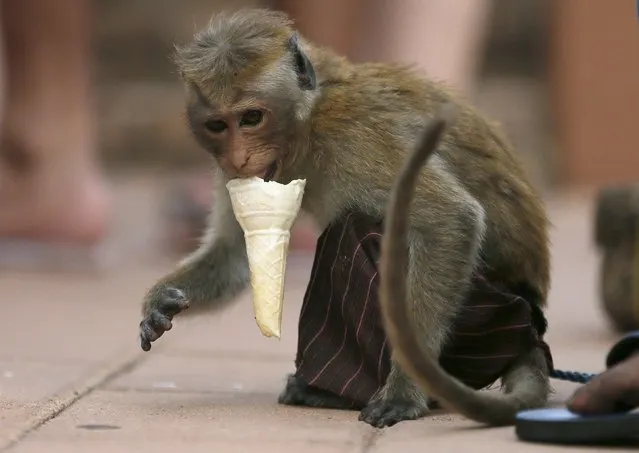 A monkey eats an ice cream cone offered by a man during a street circus show in Colombo, Sri Lanka November 29, 2015. (Photo by Dinuka Liyanawatte/Reuters)