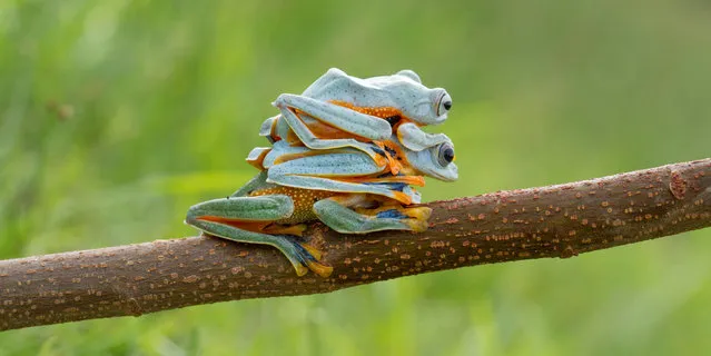 The three black webbed tree frogs. (Photo by Hendy Mp/SOLENT News)