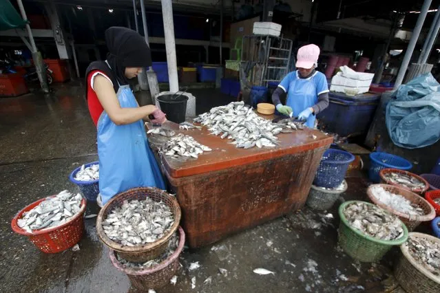 Migrant workers cut fish during a police inspection at the pier of Songkhla, south Thailand December 23, 2015. (Photo by Surapan Boonthanom/Reuters)
