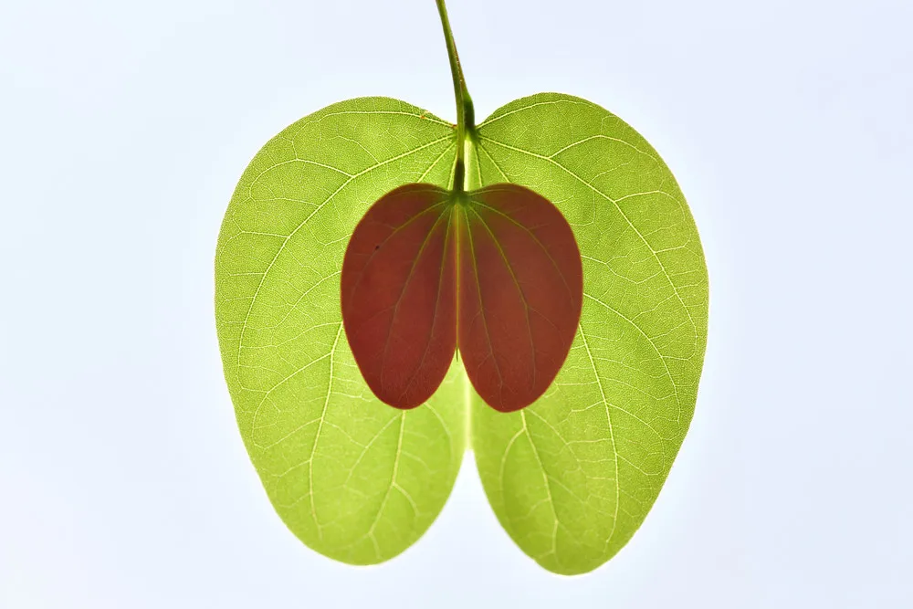 UK Garden Photographer of the Year Macro Winners