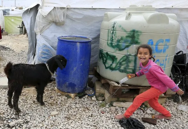 A girl plays with a goat near tents inside an informal settlement for Syrian refugees in Taanayel, Bekaa valley, Lebanon January 6, 2016. (Photo by Jamal Saidi/Reuters)
