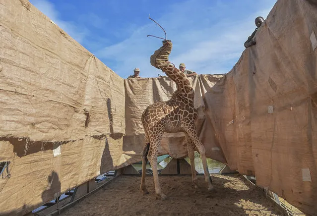 In this image released by World Press Photo, Thursday April 15, 2021, by Ami Vitale for CNN, titled Rescue of Giraffes from Flooding Island, which won the first prize in the Nature Singles category, shows A Rothschild's giraffe (Giraffa camelopardalis rothschildi) is transported to safety in a custom-built barge from a flooded Longicharo Island, Lake Baringo, in western Kenya, on Dec. 3, 2020. (Photo by Ami Vitale for CNN, World Press Photo via AP Photo)