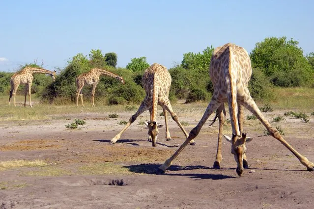 Photographer Chantelle Stobbe captured this group of four giraffes appearing to practise for Strictly as they “danced” together near the Chobe River in Botswana, on September 8, 2013. (Photo by Chantelle Stobbe/Barcroft Media)