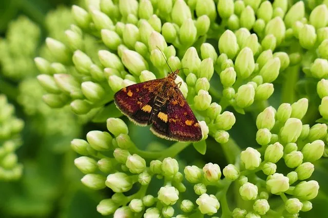 A small mint moth on the leaves at Caversham Court Gardens in Berkshire, UK on August 4, 2023. (Photo by Geoffrey Swaine/Rex Features/Shutterstock)
