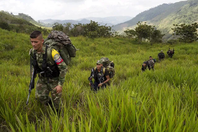 In this January 6, 2016 photo, members of the 36th Front of the Revolutionary Armed Forces of Colombia or FARC, trek to a new camp in Antioquia state, in the northwest Andes of Colombia. Big guerrilla camps are a thing of the past, the rebels now move in smaller groups. The 36th Front is comprised of 22 rank and file fighters, 4 commanders and 2 dogs. (Photo by Rodrigo Abd/AP Photo)