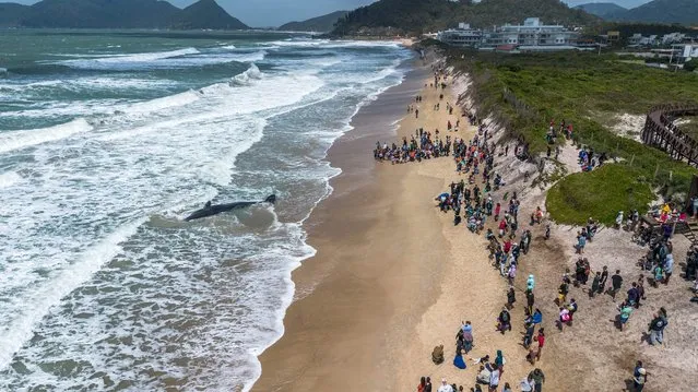 Aerial view of a sperm whale (Physeter macrocephalus) stranded alive and very weakened on Morro das Pedras beach in the south of the city of Florianopolis, Santa Catarina State, Brazil, taken on October 1, 2023. (Photo by Anderson Coelho/AFP Photo)