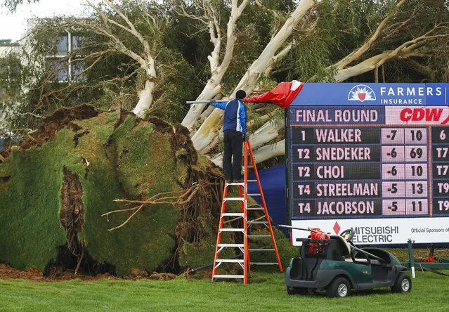 A worker cleans up an area on Monday, February 1, 2016, where a tree fell near the 16th hole at Torrey Pines on Sunday, delaying the Farmers Insurance Open golf tournament, in San Diego. (Photo by K.C. Alfred/The San Diego Union-Tribune via AP Photo)