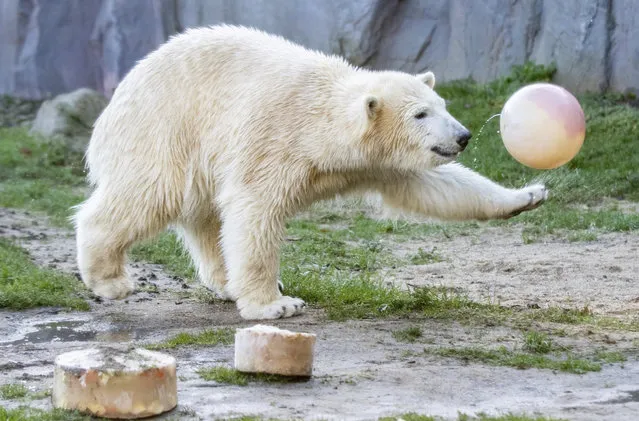 Polar bear Nanook plays with a ball as she celebrates her first birthday in the zoo in Gelsenkirchen, western Germany, Tuesday, December 4, 2018. (Photo by Marcel Kusch/DPA via AP Photo)