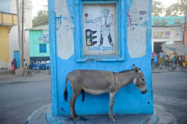 A donkey rests at a roundabout in Baidoa, about 260km north west of Mogadishu, Somalia, on December 17, 2018. (Photo by Mohamed Abdiwahab/AFP Photo)