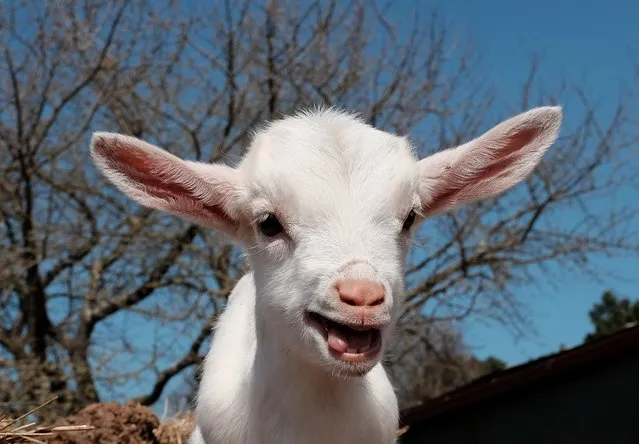 A baby goat named “Mignon” is pictured at The Green Place, a refuge for abandoned and rescued animals on March 31, 2015 in Nepi. Nearly 2,000 years of culinary and religious traditions have made Spring lamb a symbolic staple of celebratory meals for Easter. But animal rights activists try to change the habits by campaigning with posters showing Italian actors. (Photo by Alberto Pizzoli/AFP Photo)