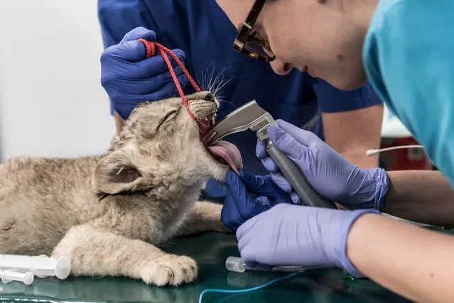 A veterinarian checks an African lion cub at the University in Wroclaw, Poland on January 15, 2019. (Photo by Agencja Gazeta via Reuters)