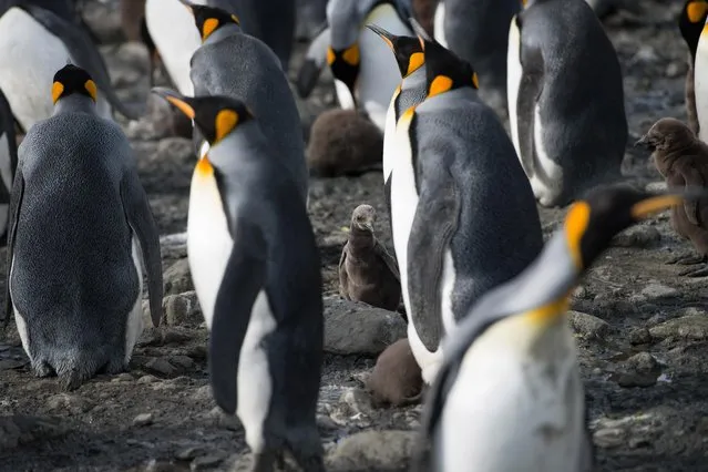 A baby King penguin waits eagerly for its dinner amongst the colony, on March 20, 2015 in South Georgia Island. (Photo by Andrew Orr/Barcroft Images)