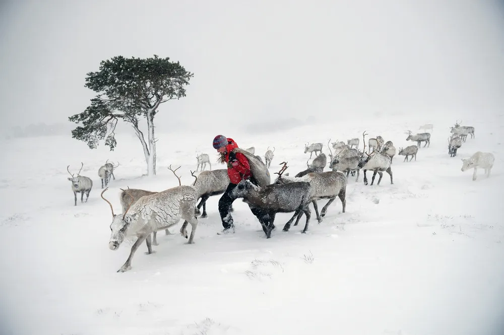 The Week in Pictures: Animals, December 20 – December 27, 2013