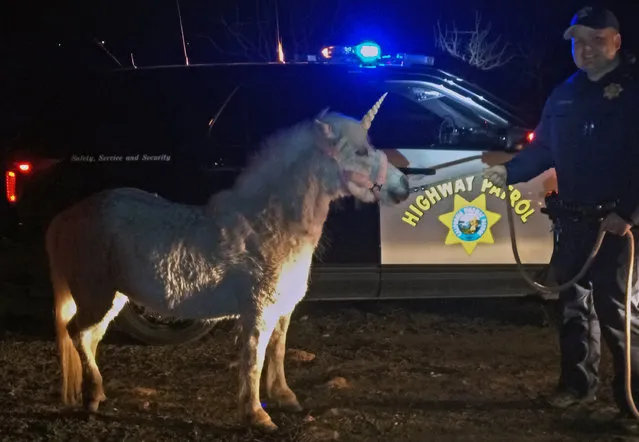 In this Wednesday, February 24, 2016 photo provided by the California Highway Patrol, CHP officer Mark Cosentino with a horse with a fake unicorn horn in rural Madera Ranchos in Madera, Calif., after the horse got away from it's handler. Motorists had reported a unicorn running around on the roadway Wednesday. A not-so-mythical white pony named Juliette who wears a fake horn for photo sessions was illuminated by a CHP helicopter in an orchard and resident Renee Pardy used another horse to lead it out. (Photo by Officer Justin Perry/CHP Madera via AP Photo)