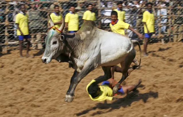 A decorated bull tramples on a bull tamer during the bull-taming sport called Jallikattu, in Palamedu, about 575 kilomters (359 miles) south of Chennai, India, Tuesday, January 15, 2013. (Photo by Arun Sankar K./AP Photo)