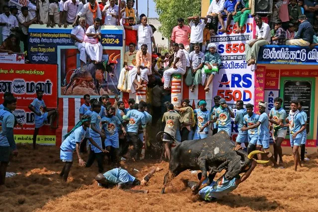 Participants try to control a bull during an annual bull-taming festival “Jallikattu” in the Alanganallur village of Madurai district on January 17, 2024. (Photo by AFP Photo)