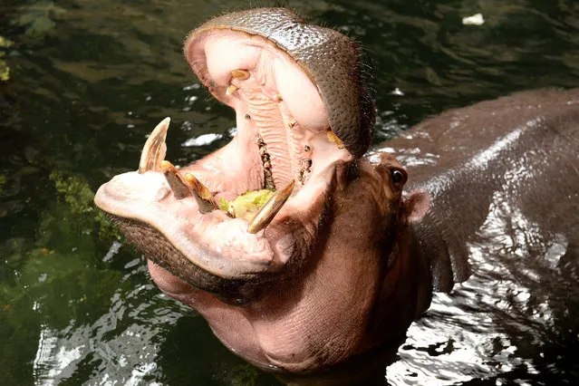 A female hippo opens her mouth to catch food at a zoo in Hanover, Germany, 24 April 2015. Hippos are mainly fed with plants. (Photo by Susann Prautsch/EPA)