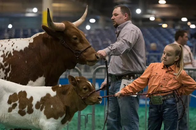 A Texas Longhorn and its calf are seen during the Texas Longhorn Contest in Houston, Texas, the United States, on March 5, 2019. The contest was held here as part of the Houston Livestock Show and Rodeo held till March 17. (Photo by Yi-Chin Lee/Xinhua News Agency/Barcroft Images)